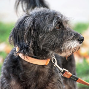 8-weekse cursus zelfvertrouwen vergroten bij je hond nieuwe data volgen