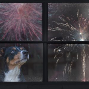 e-learning vuurwerkangst bij honden