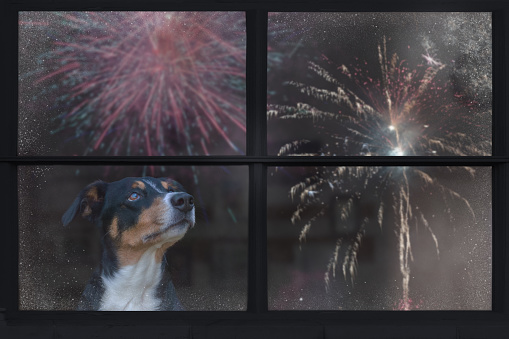 e-learning vuurwerkangst bij honden